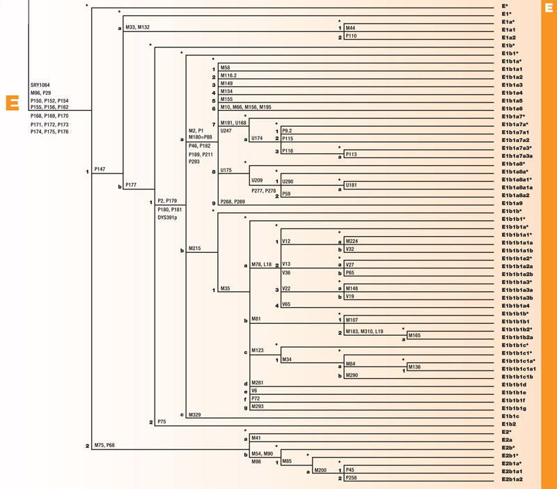 Haplogroup E