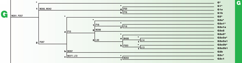 Haplogroup E