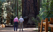 Henry Cowell State Park